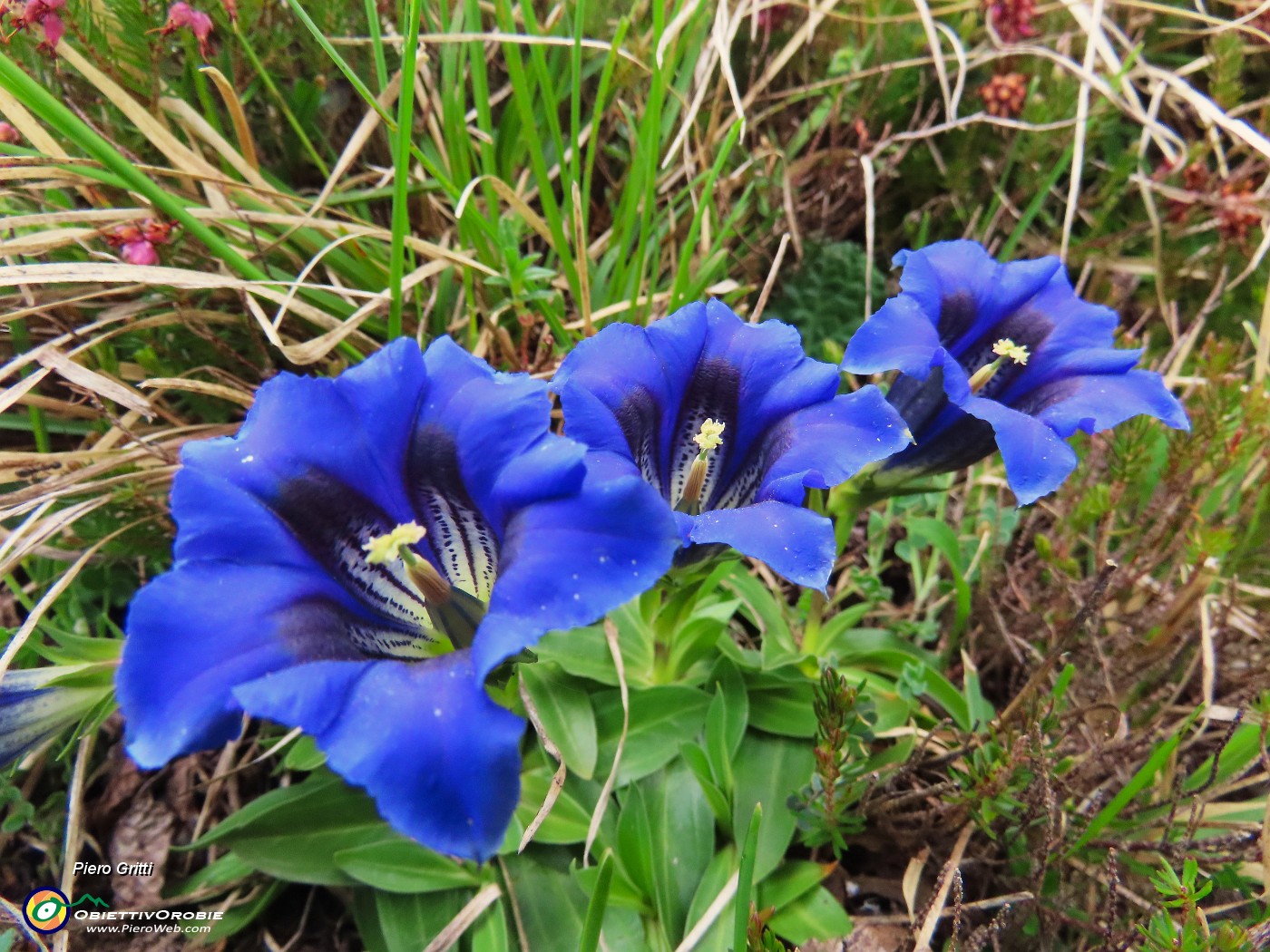 21 Gentiana clusii (Genziana di Clusius).JPG